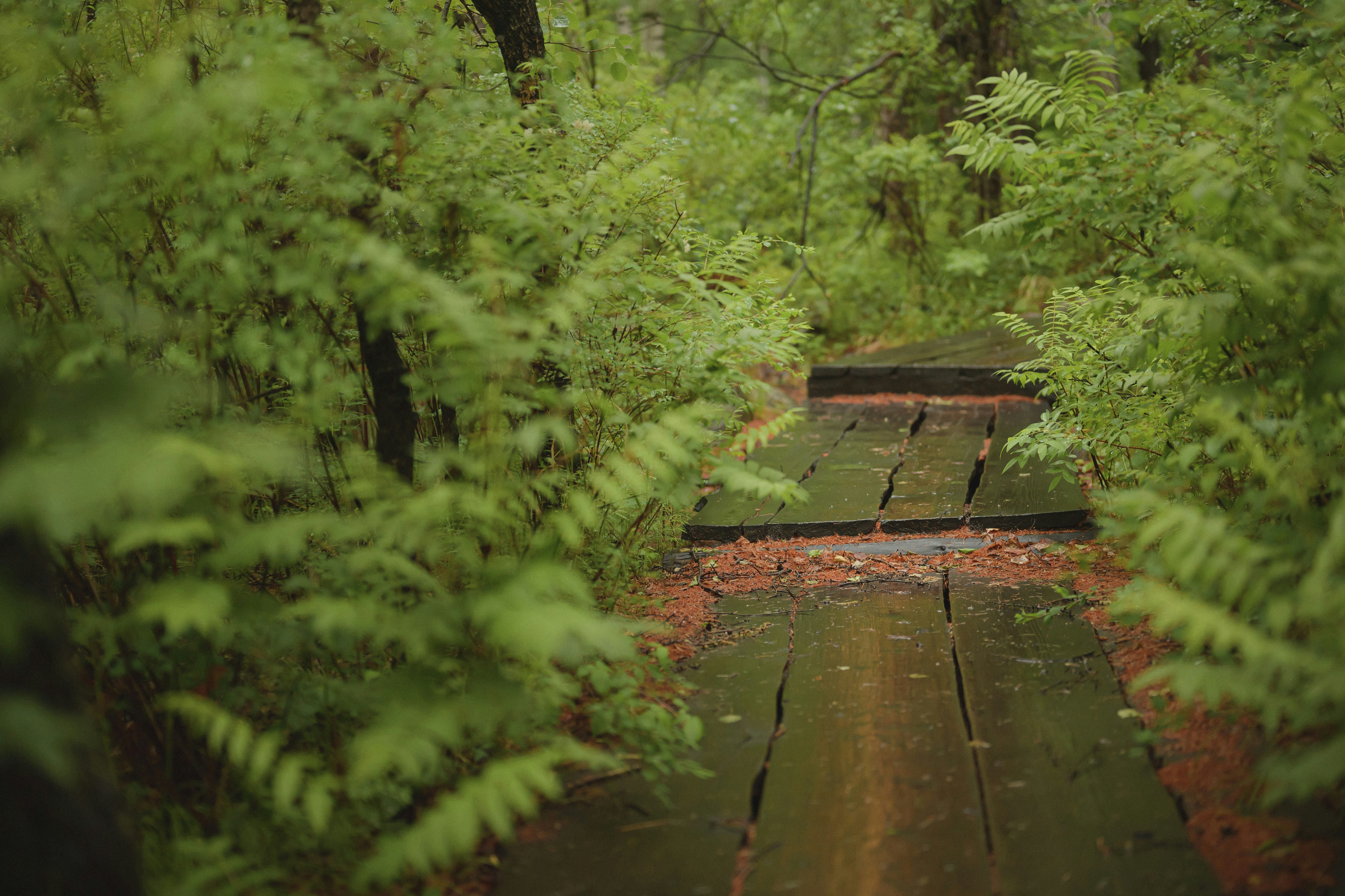 Wooden walkway through a lush green forest