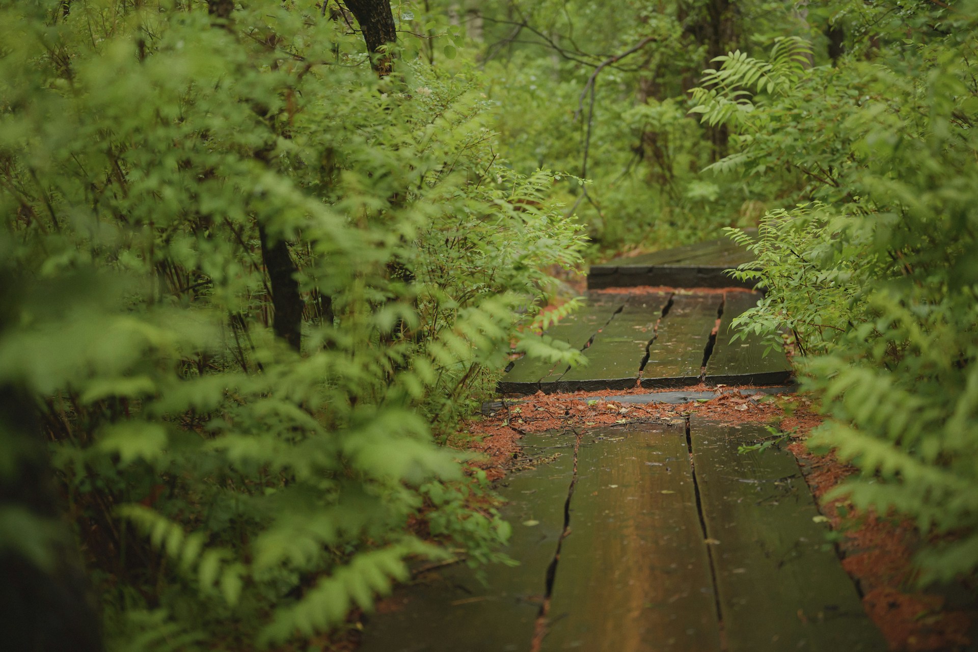 Wooden walkway through a lush green forest.