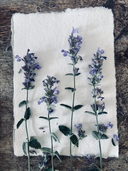 Purple flowers arranged on textured paper