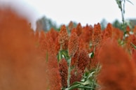 Field of ripe red sorghum plants
