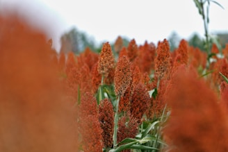 Field of ripe red sorghum plants