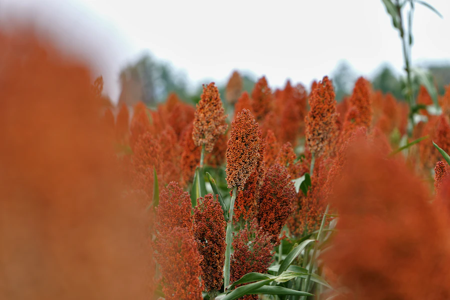 Grain crop ready for harvest