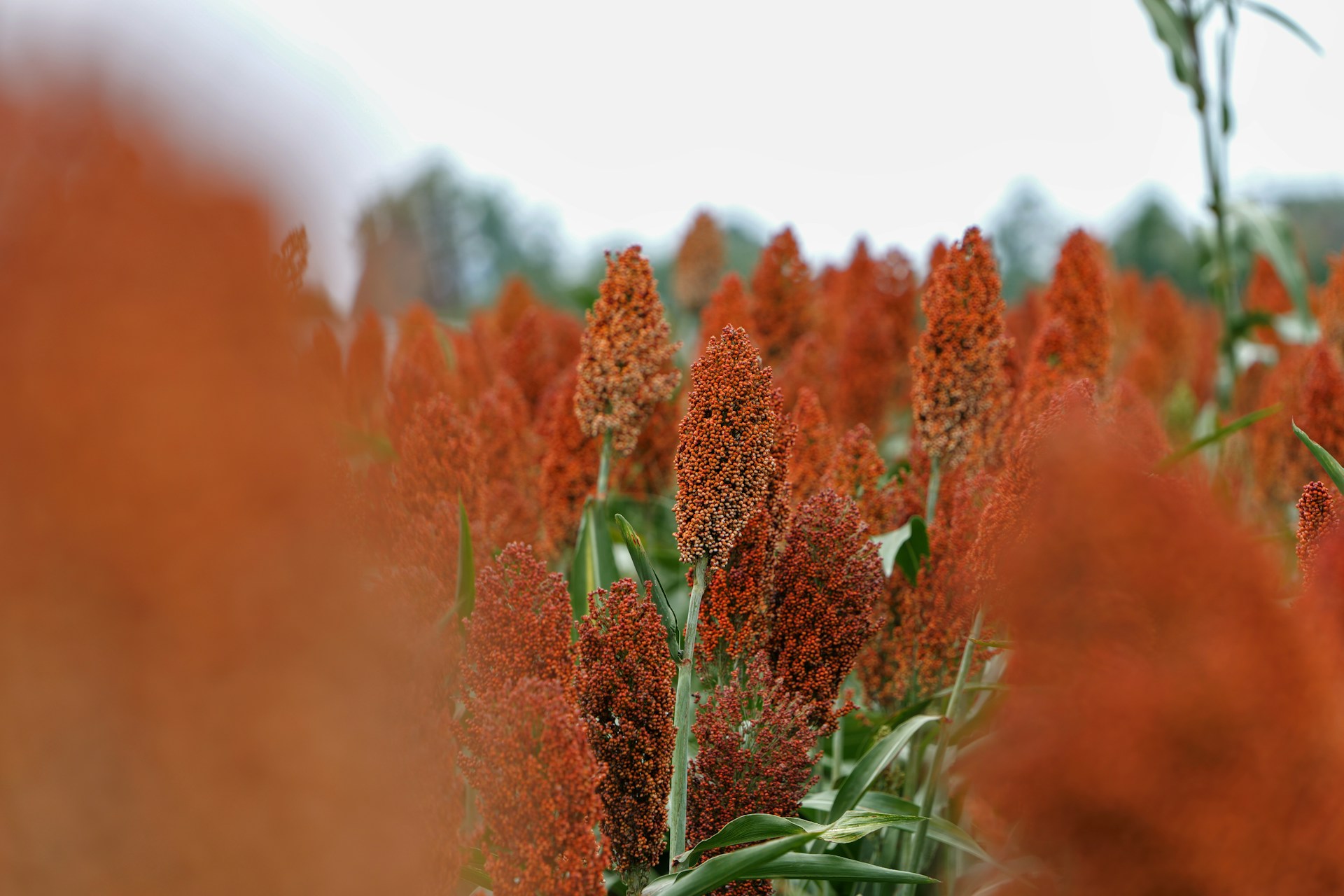 Field of ripe red sorghum plants