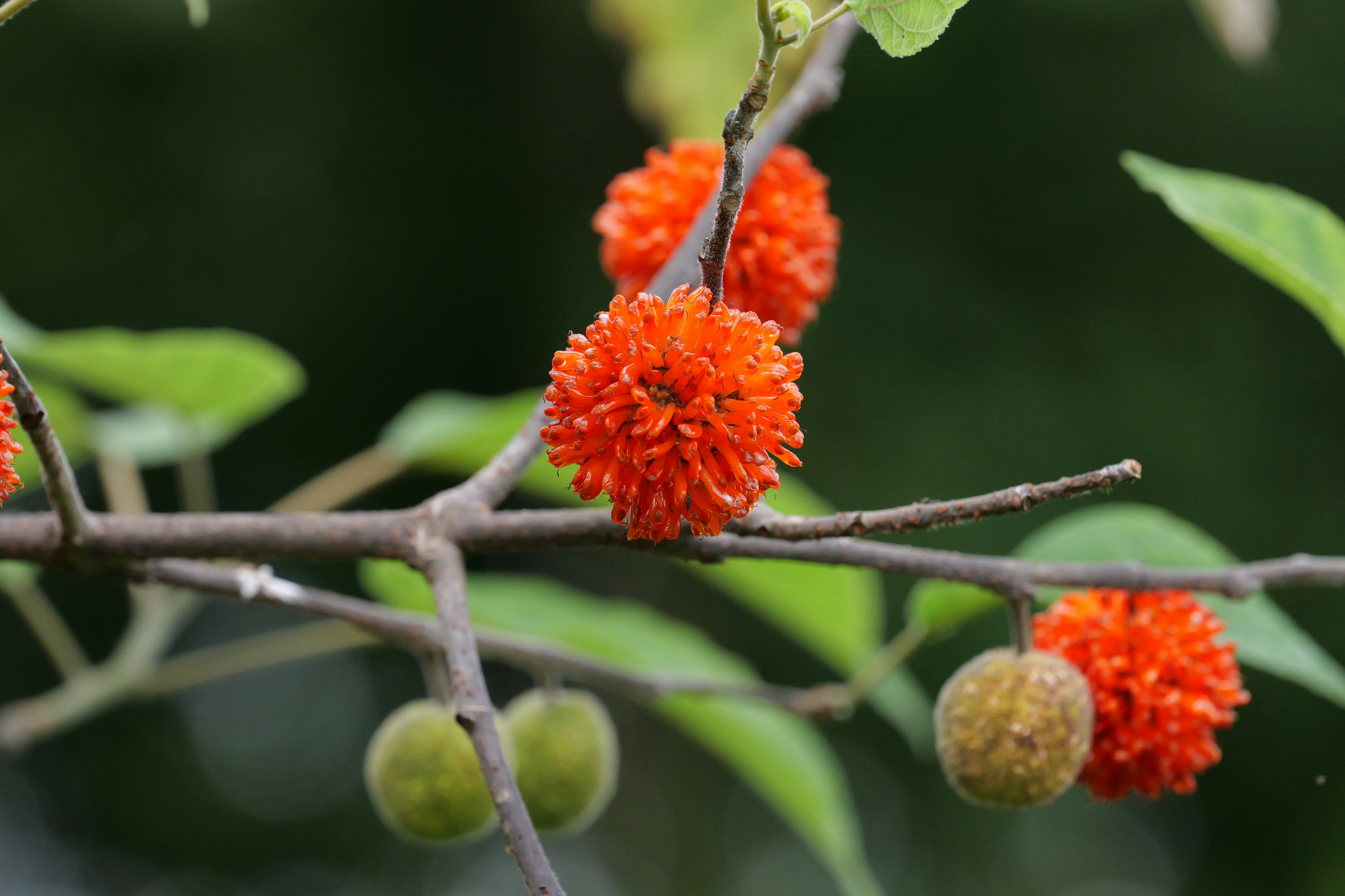 Orange flowers and green fruits on a tree branch