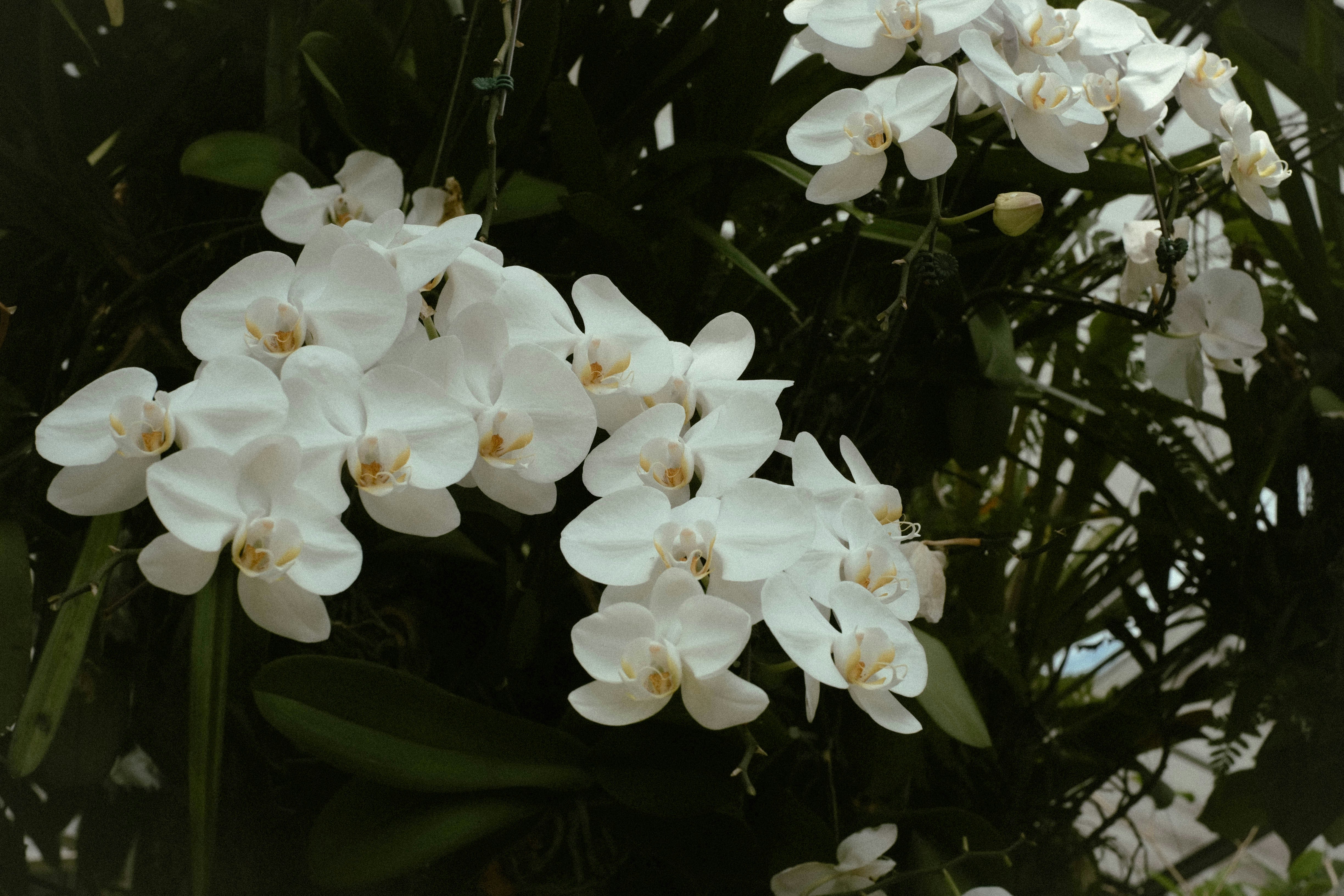 Clusters of delicate white orchids bloom