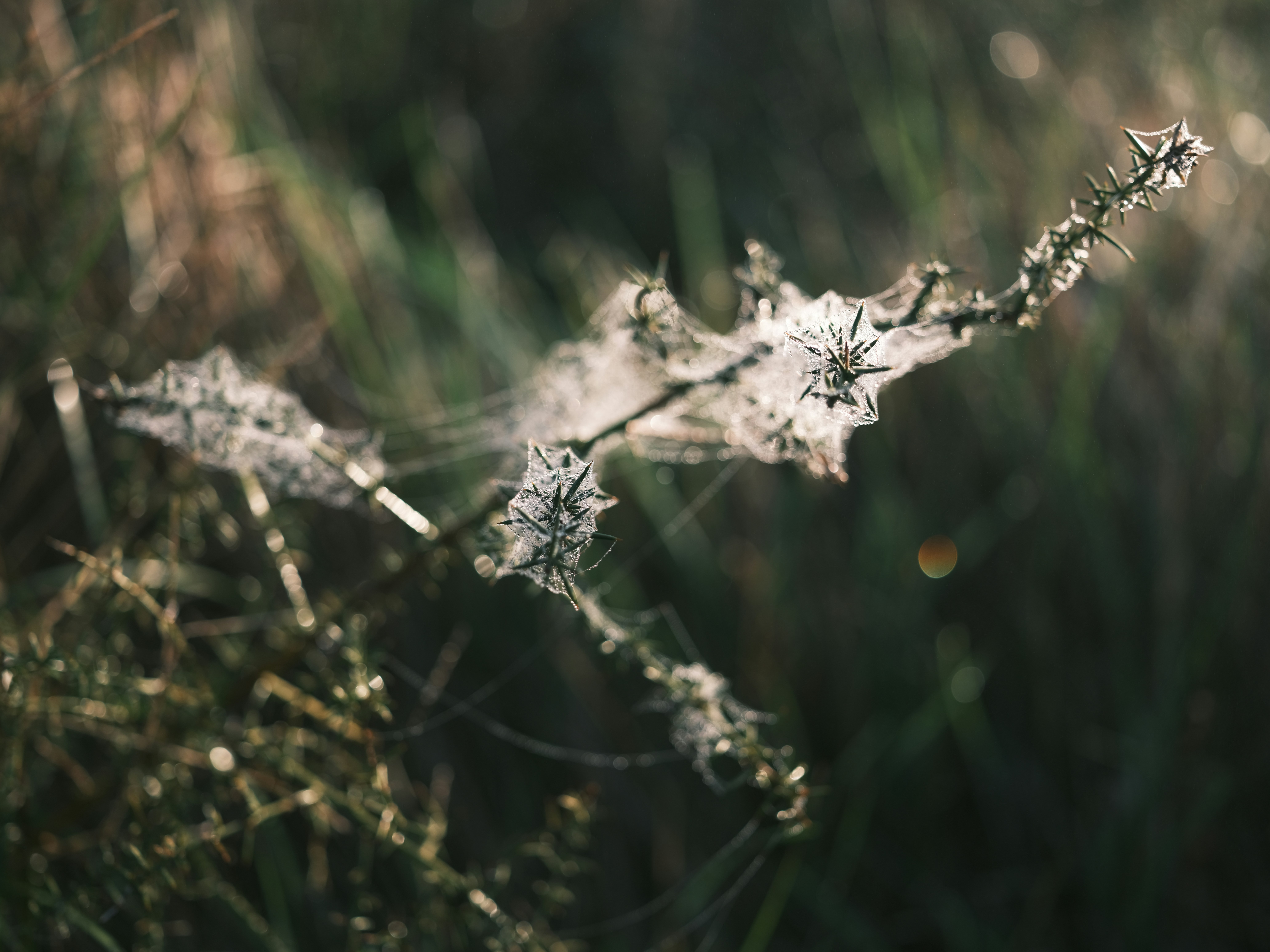 Photo by samueljeronimo