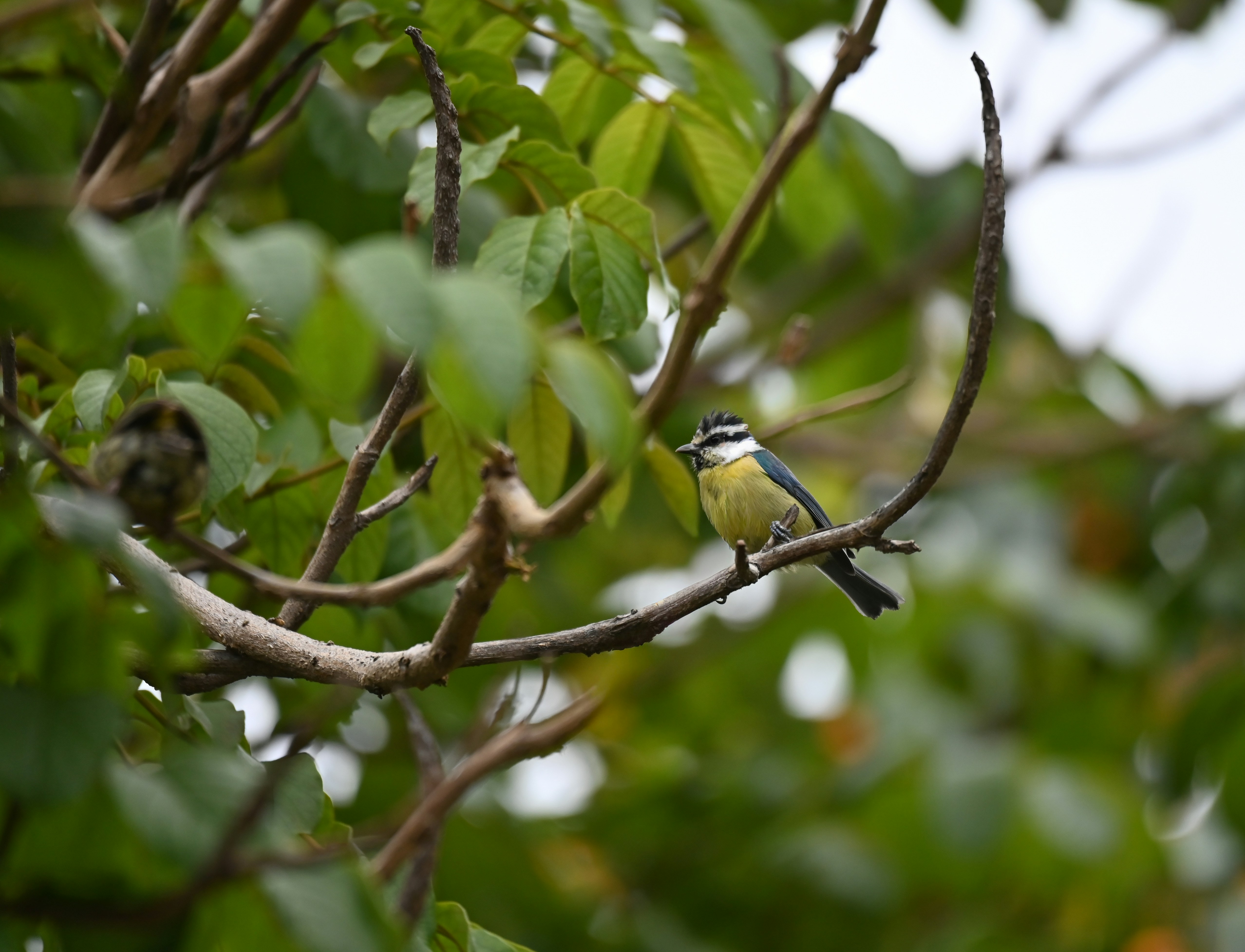 Photo by antaresphoto