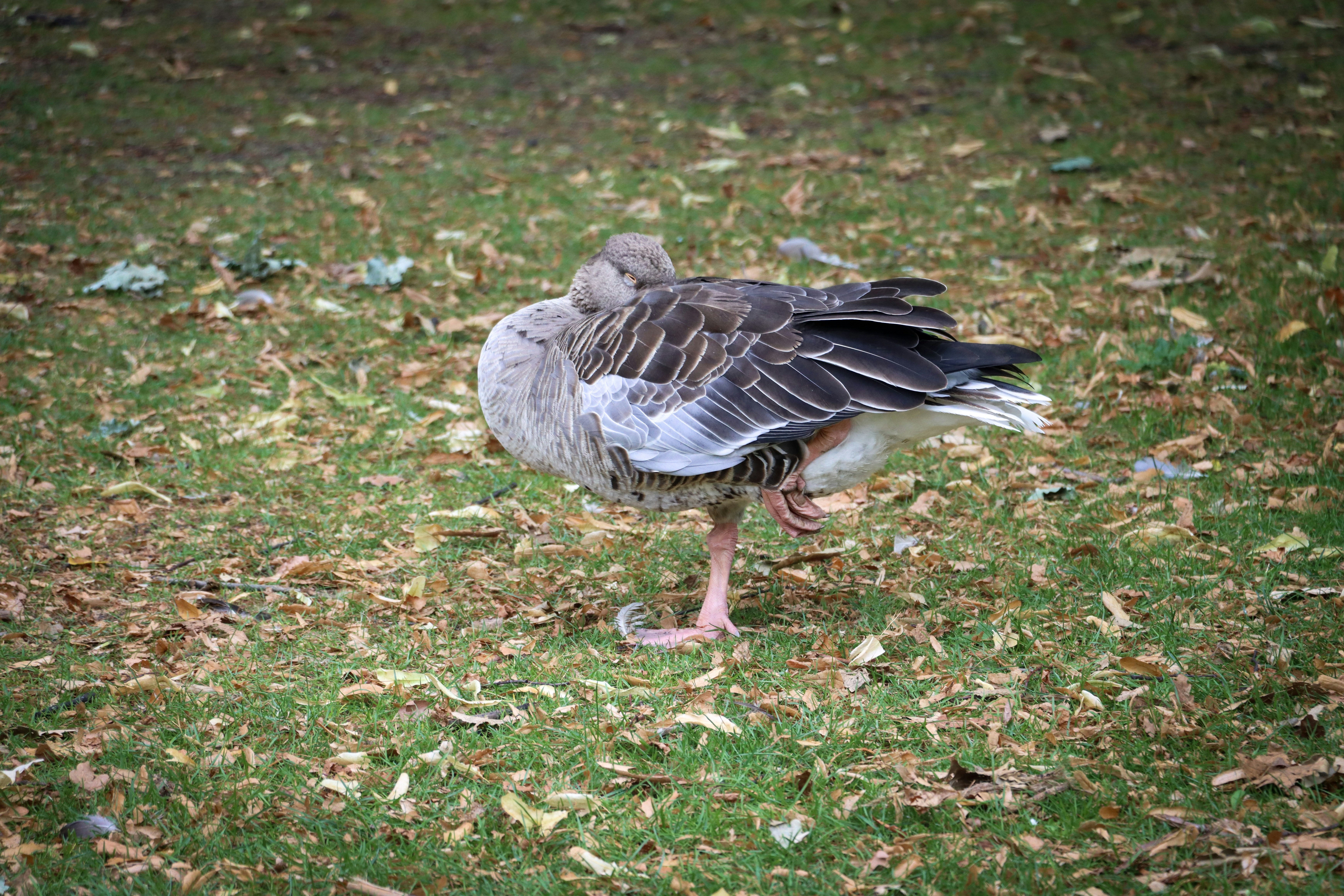 Photo by kamsinjkaneko