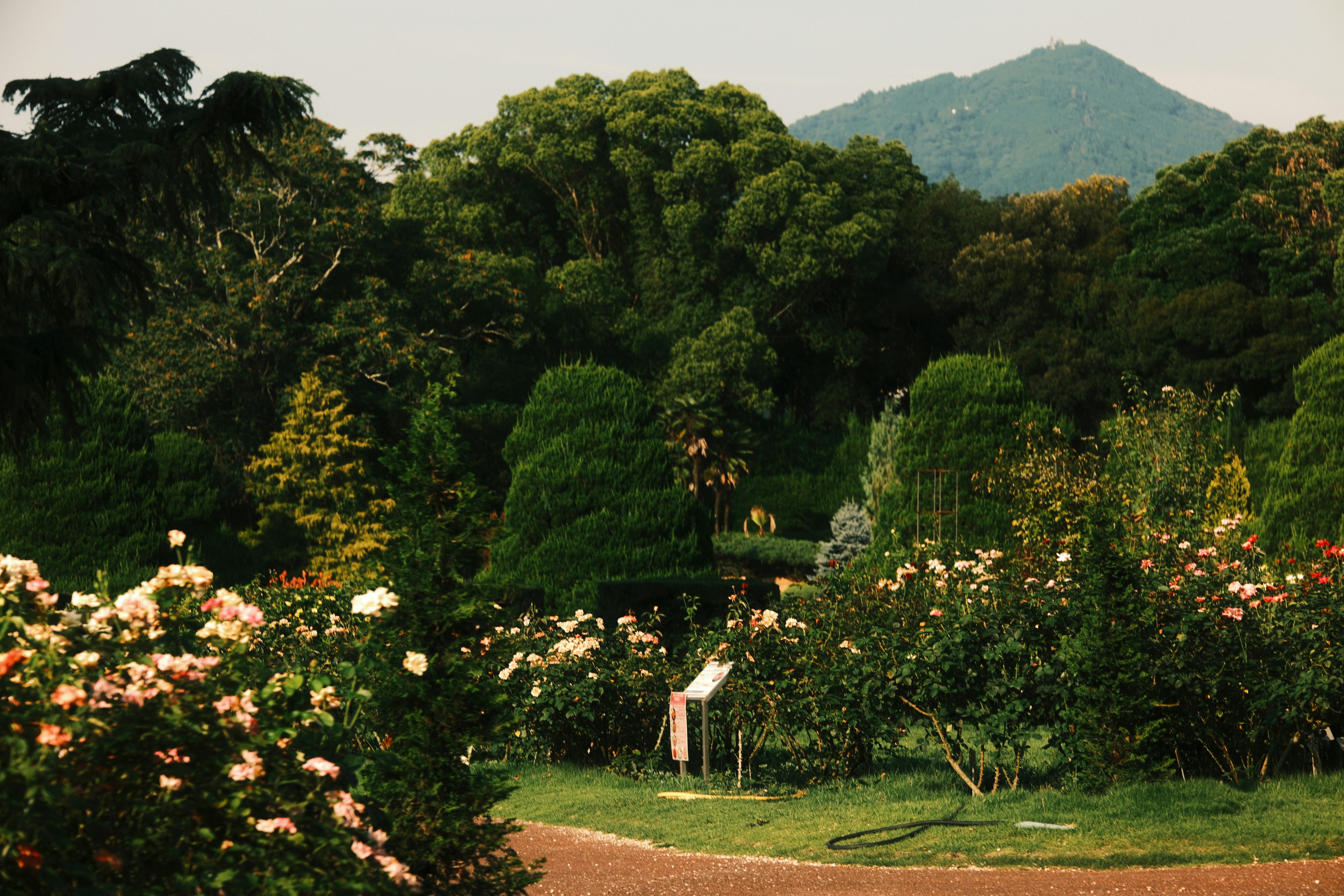 Photo by ginkgoshutter