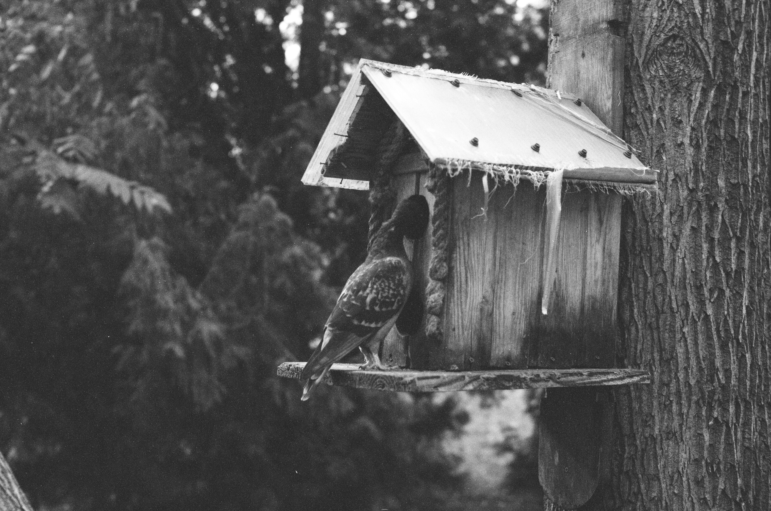 5 Backyard Bird Watching Tips for Hearing Bird Sounds in Rain