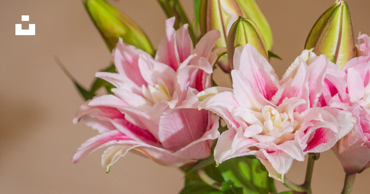Pink double lilies in a ruffled pink vase. photo – Free Spring Image on ...