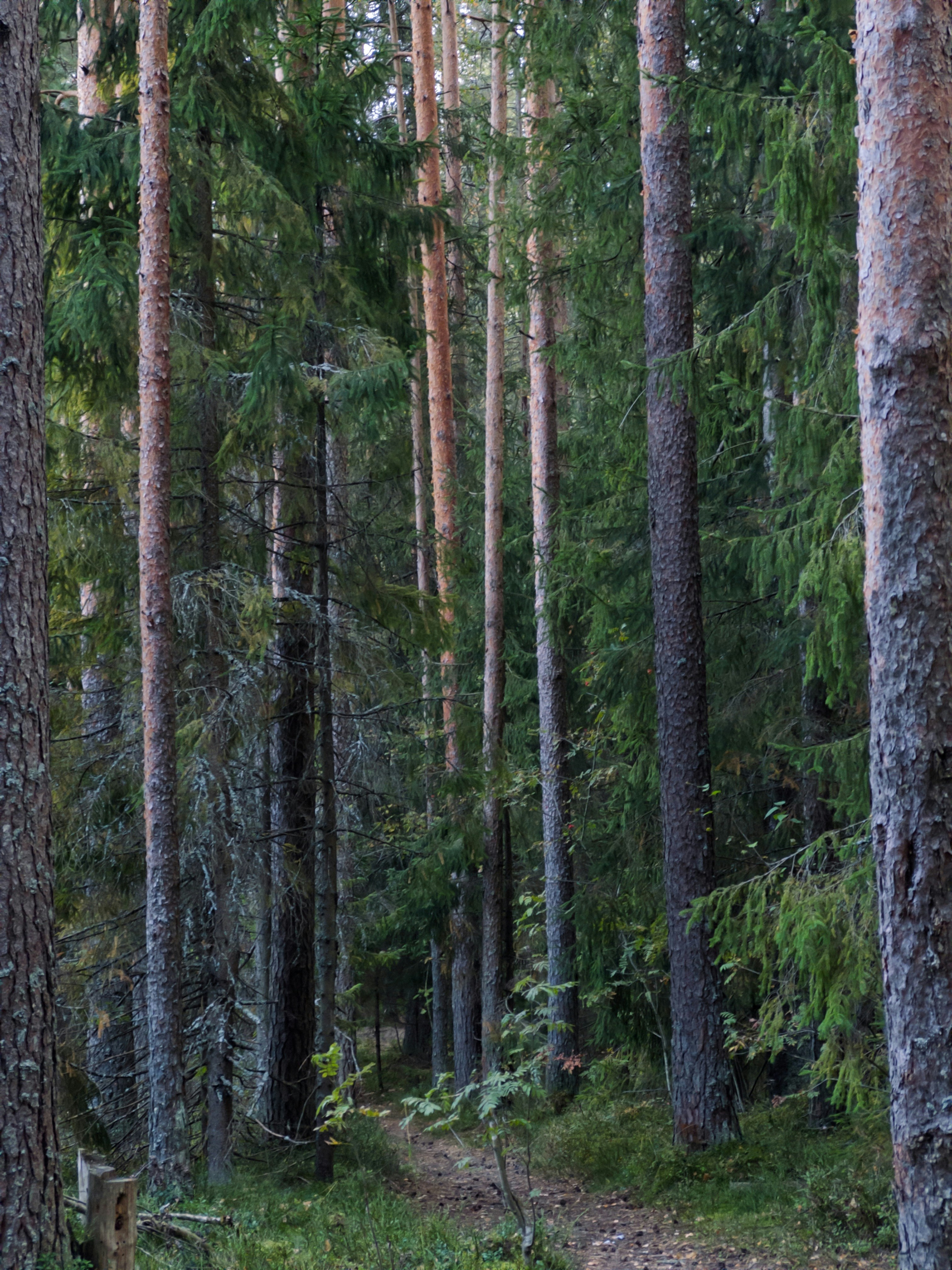 Wilderness forest nature, ilustrasi artikel Gear Up for the Wild: Essential Tactical Gear for Wilderness Survival 7