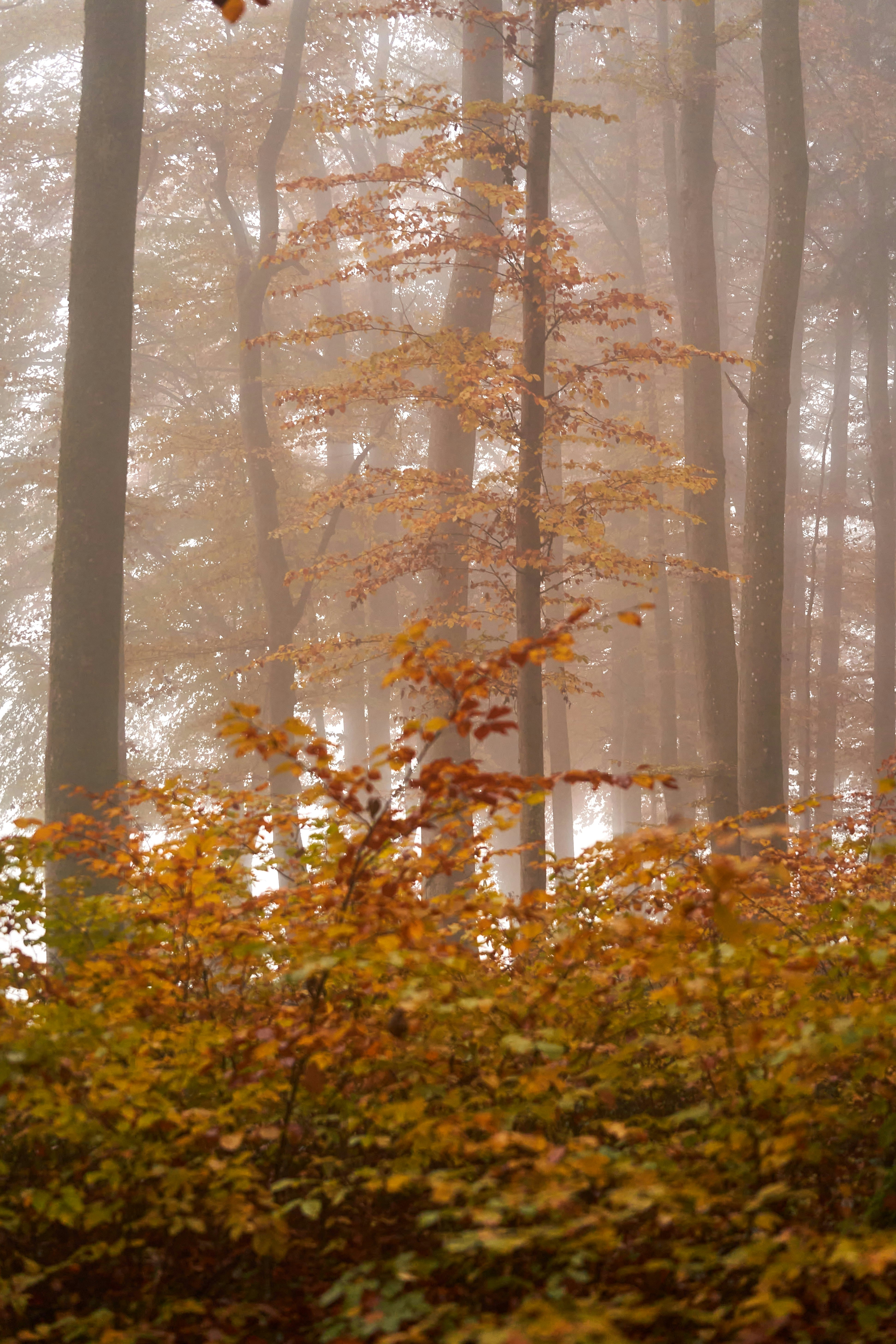 Photo by wolfgang_hasselmann