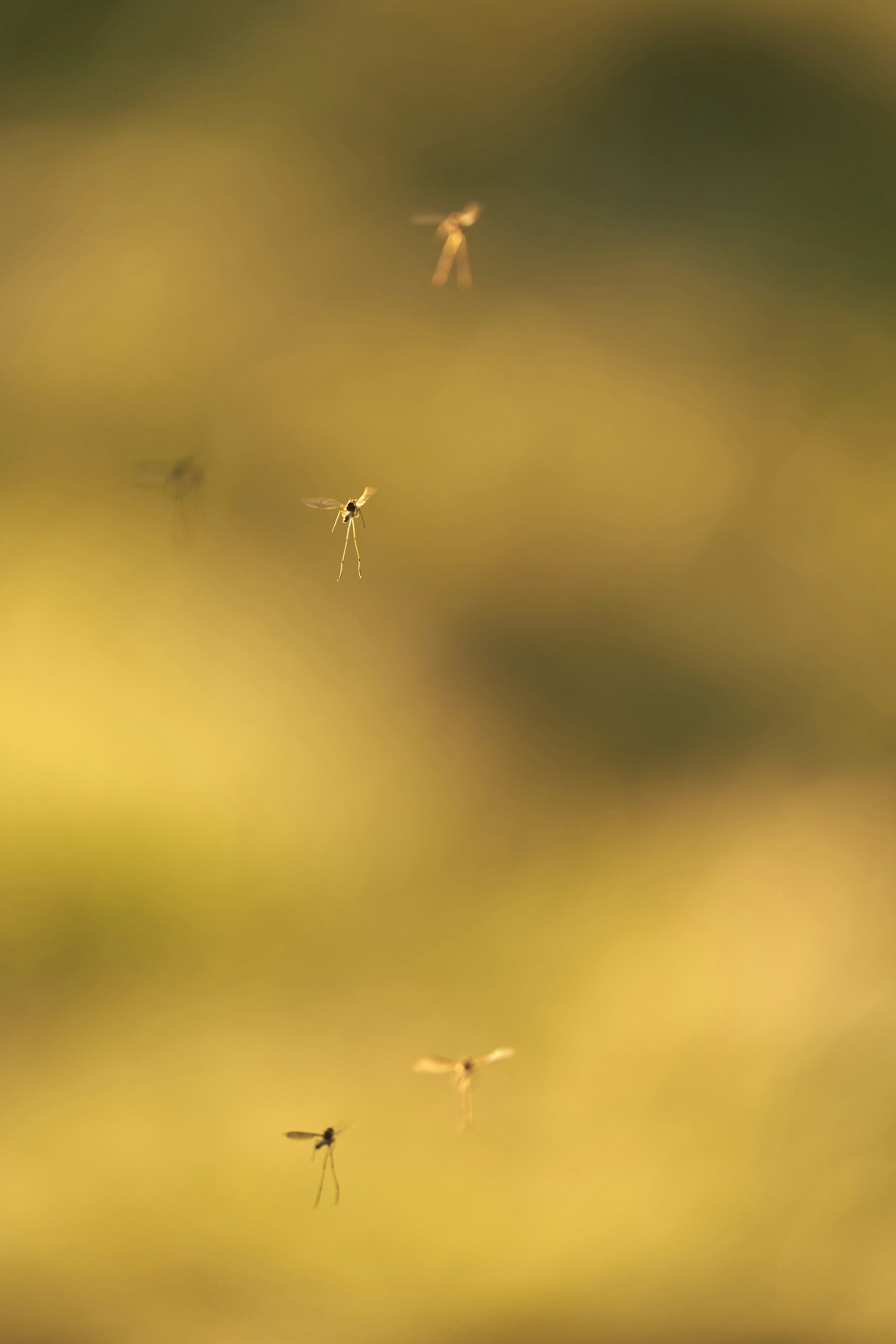 Varios insectos pequeños volando en una suave luz dorada.