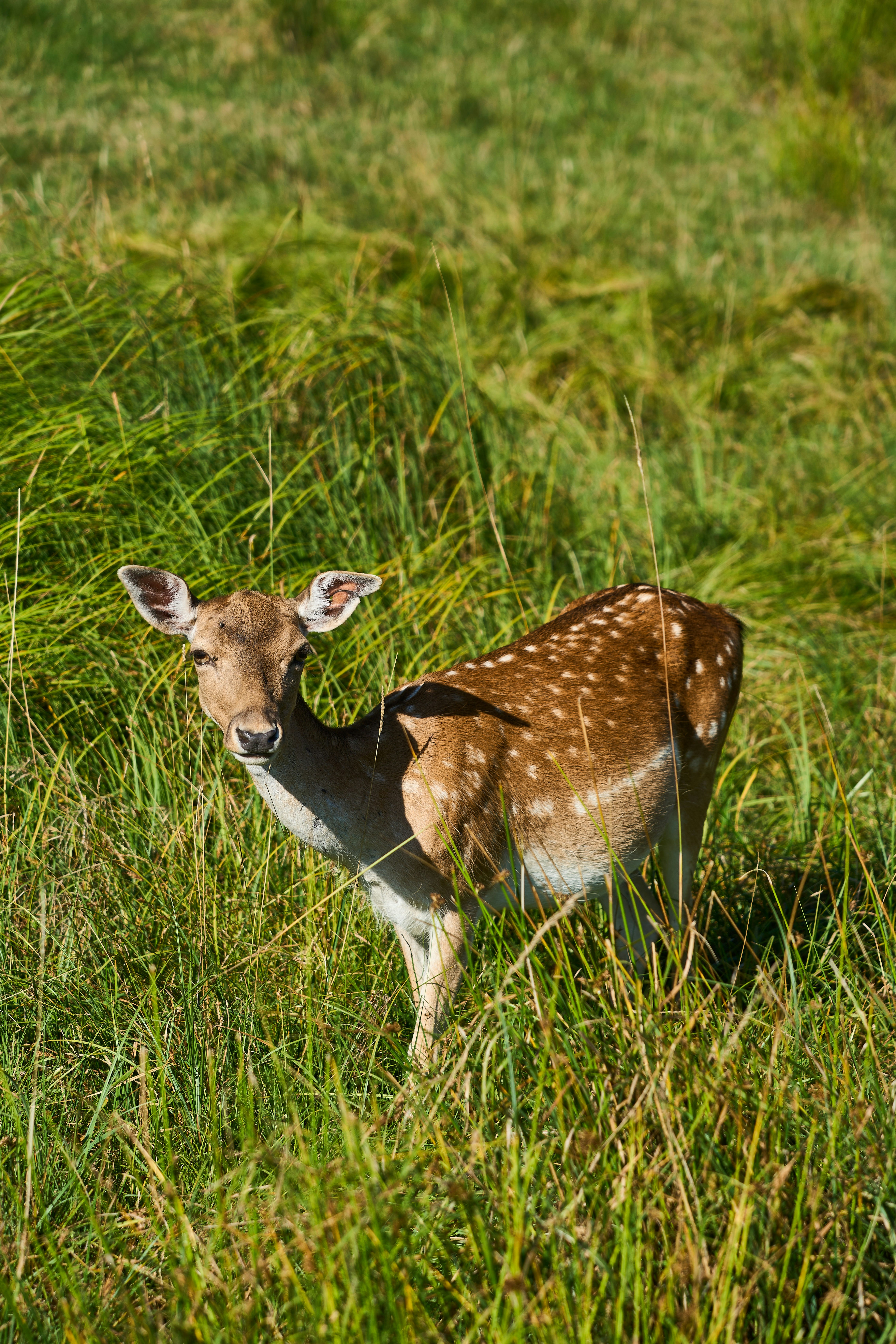 Photo by wolfgang_hasselmann