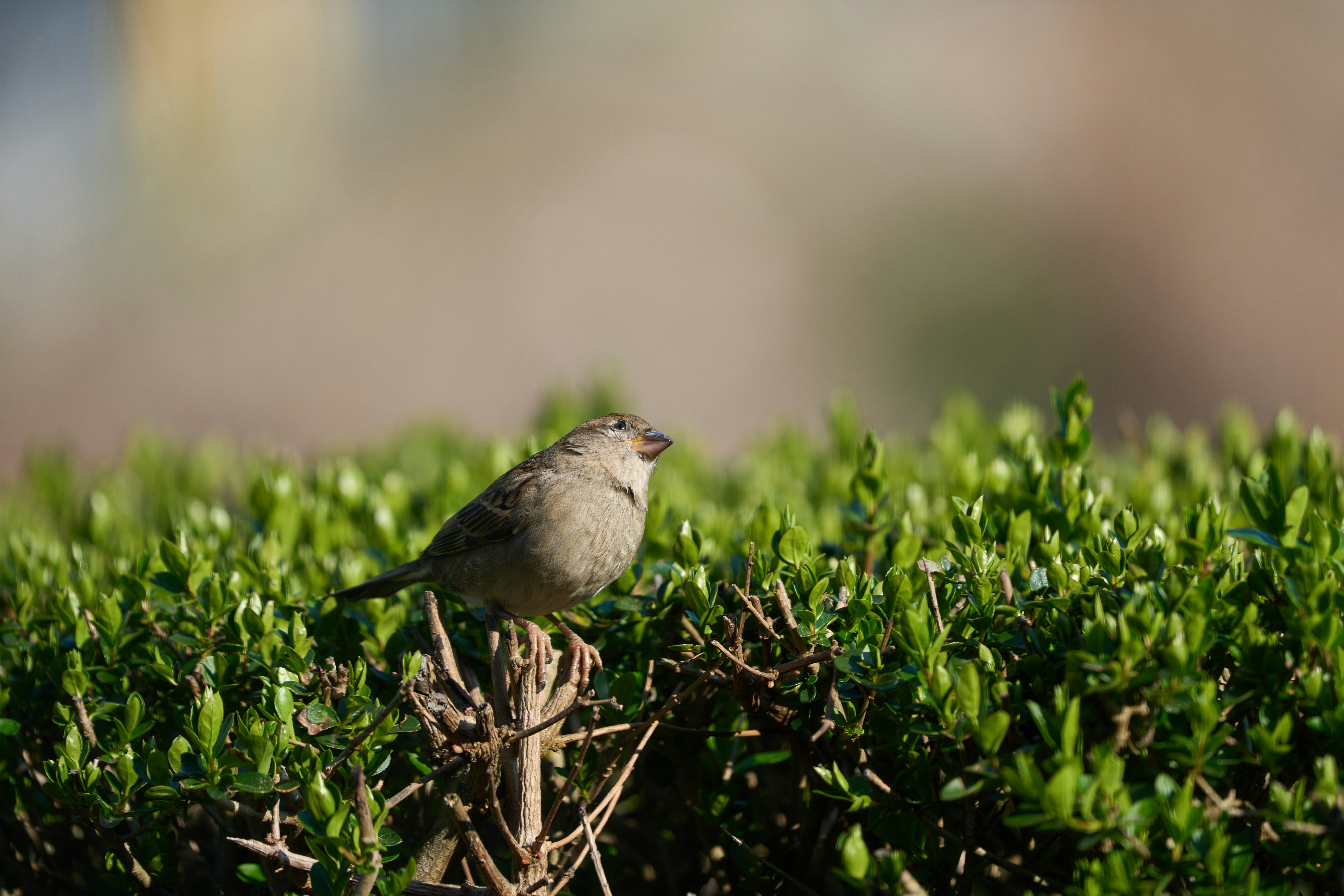 Photo by wolfgang_hasselmann