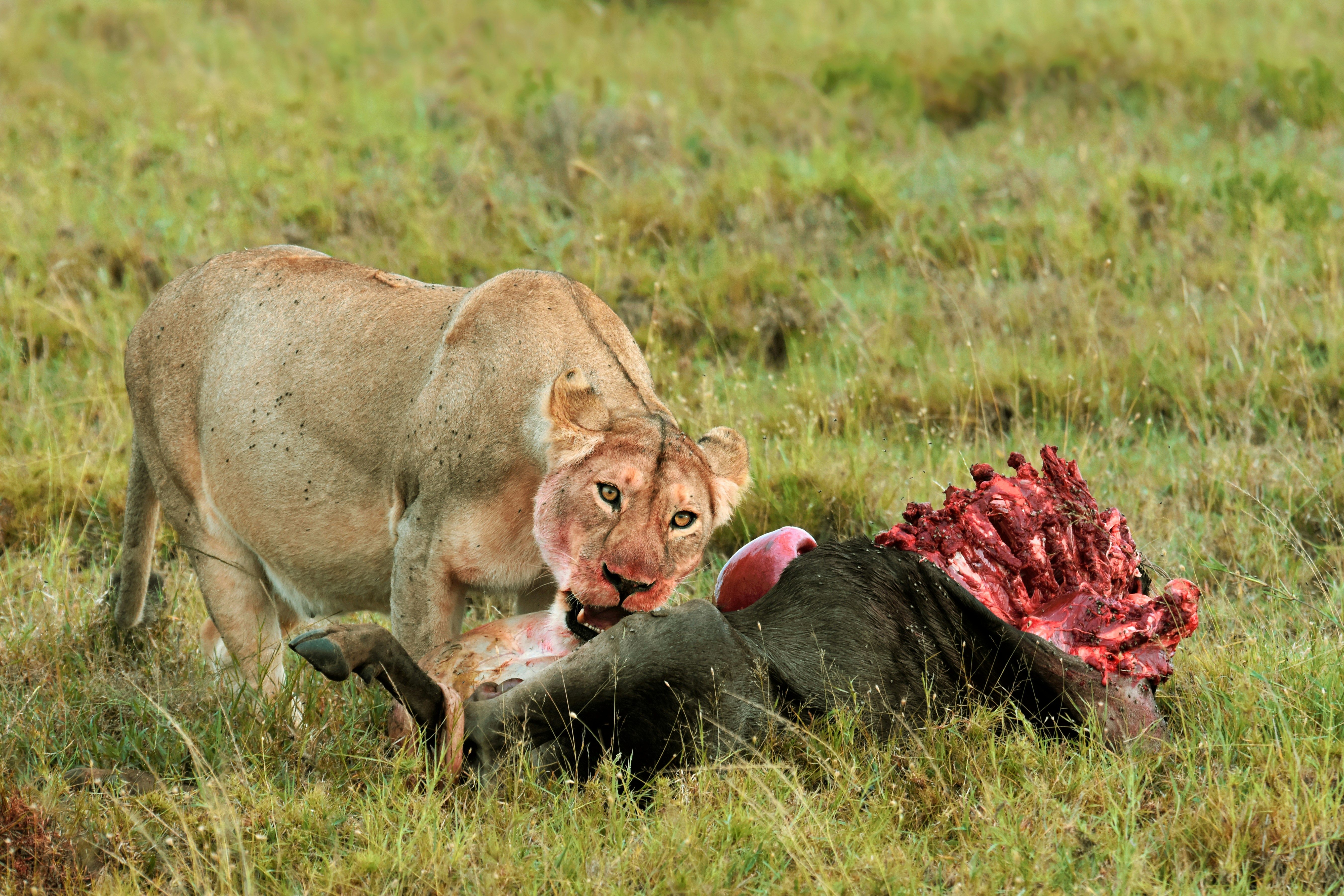 Lioness feeding on a wildebeest carcass in grassland
