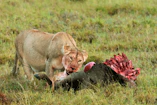Lioness feeding on a wildebeest carcass in grassland