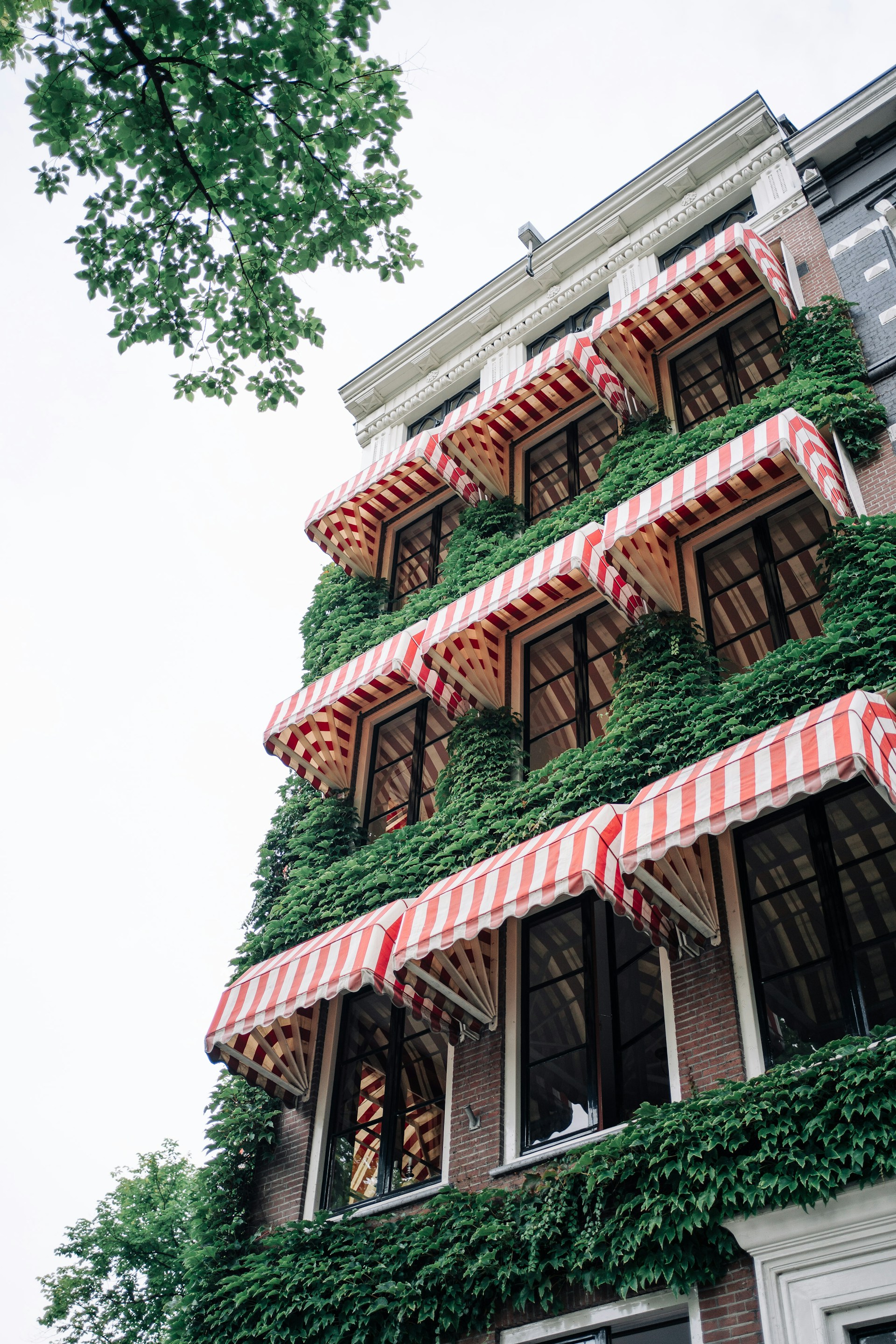 Building facade covered in green ivy with striped awnings.