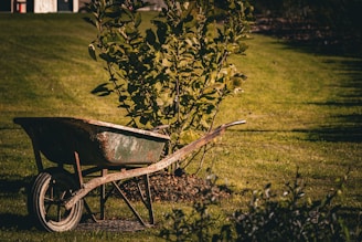 An old wheelbarrow sits in a grassy garden.