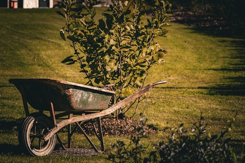 An old wheelbarrow sits in a grassy garden.