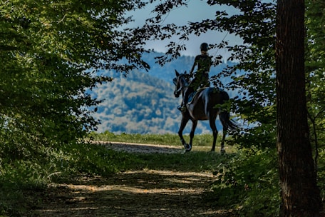 Rider on horseback on a forest path