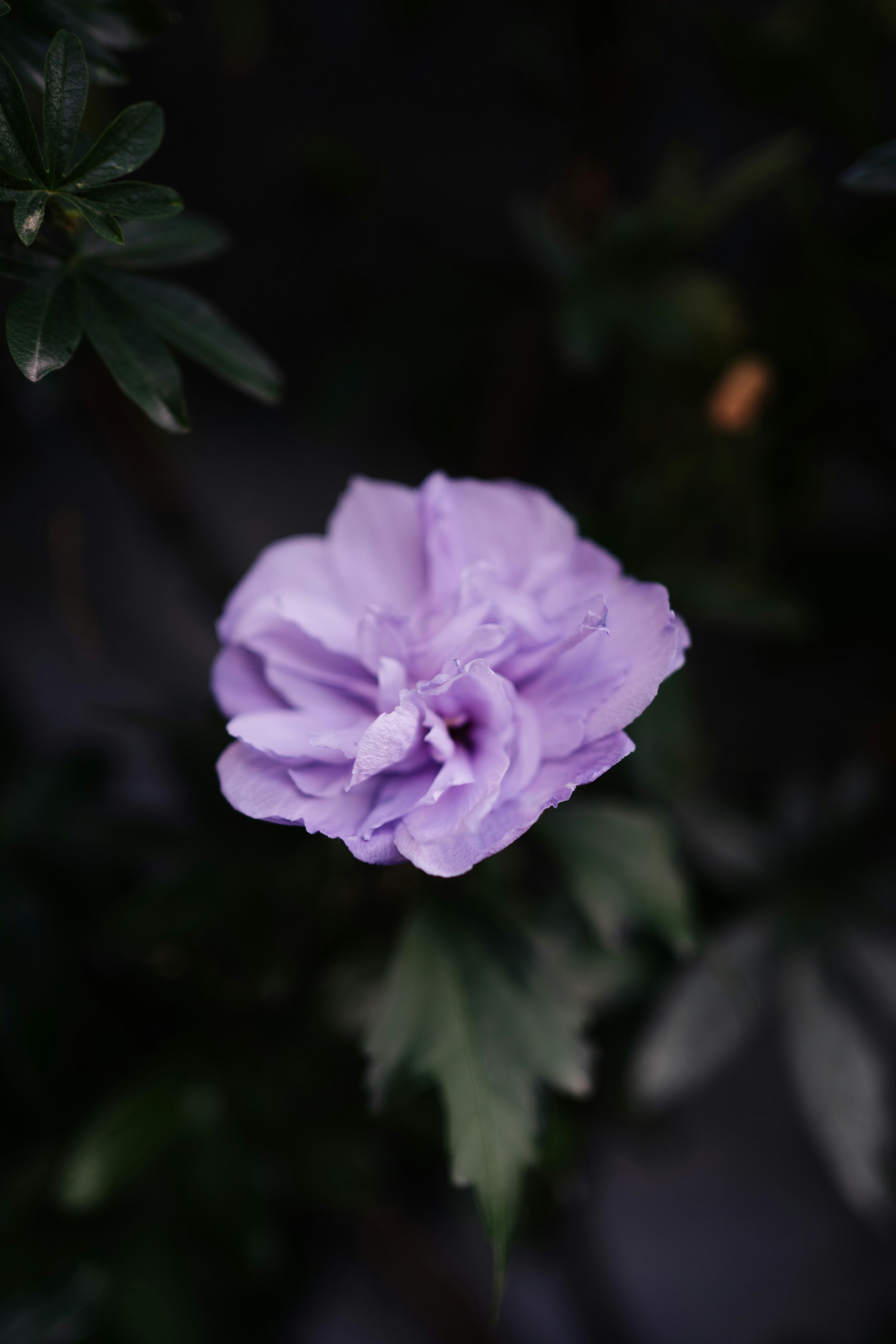 Photo by robert_lens