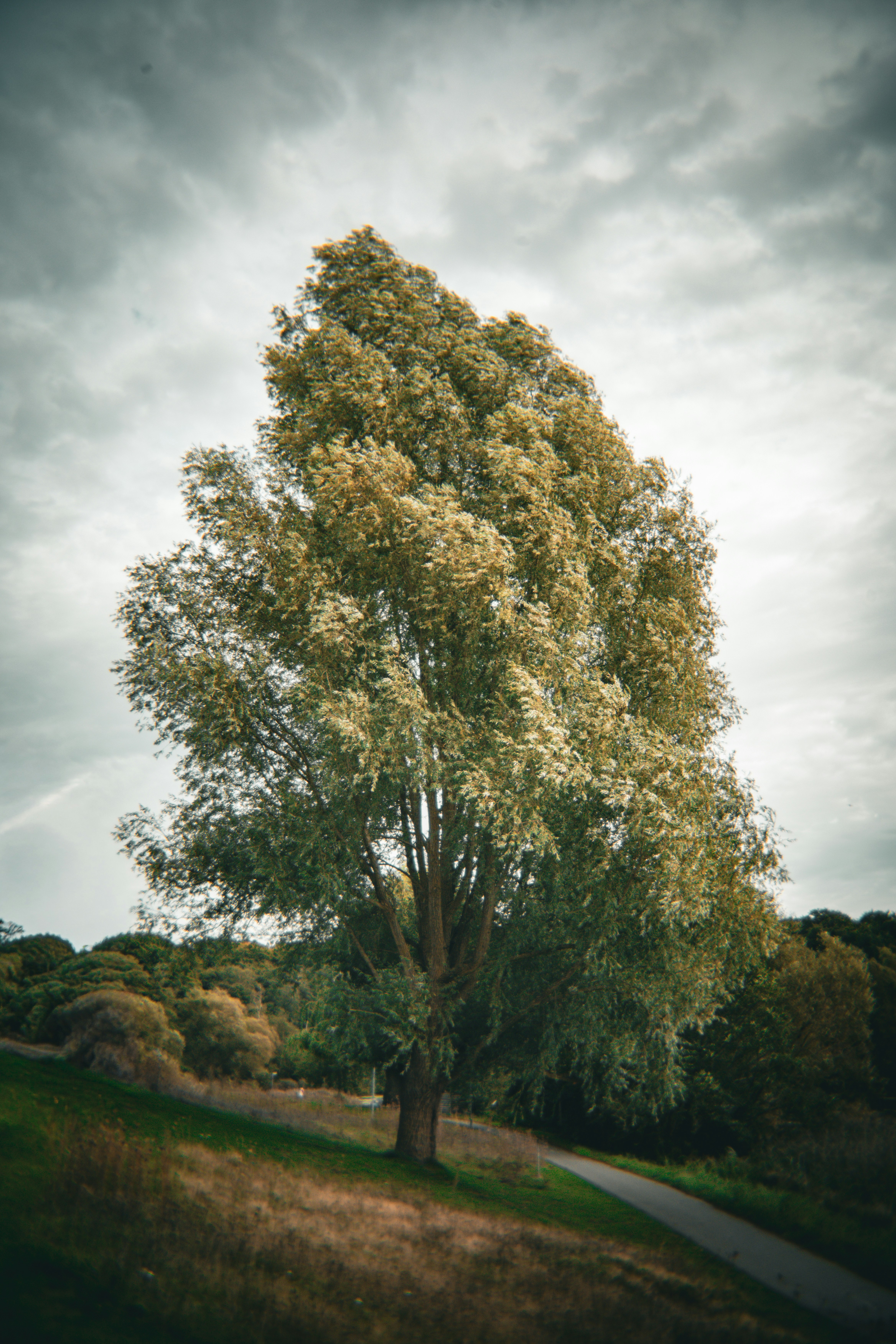A lone tree stands against a cloudy sky.