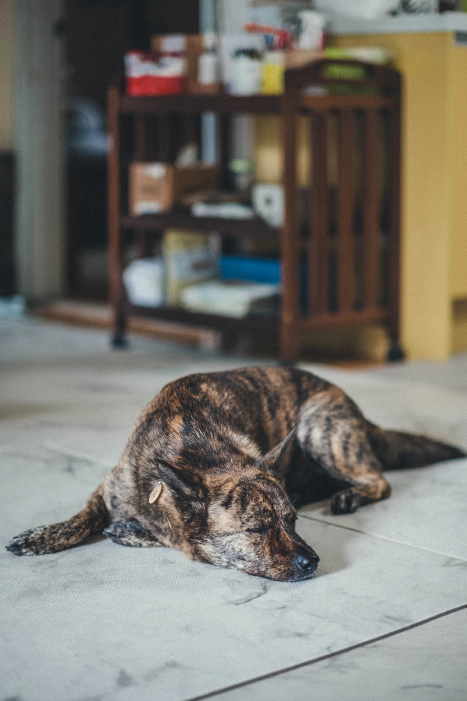 A brindle coated dog asleep on a tiled floor inside a home near a wooden shelf