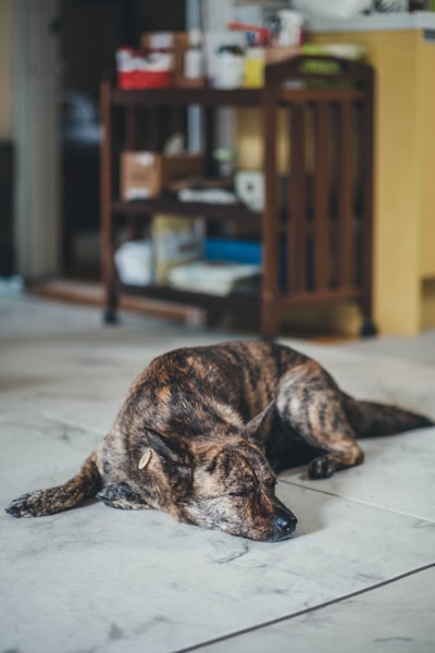 Best Low-Maintenance Dog Breeds: Easy-Going Dogs for Busy People