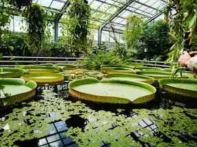 Giant lily pads float in a lush greenhouse pond.