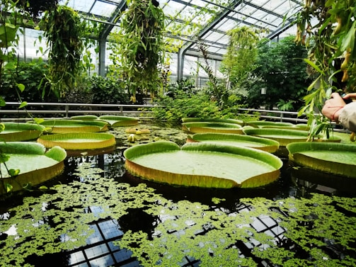 Giant lily pads float in a lush greenhouse pond.
