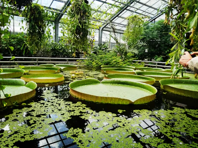 Victoria Water Lily