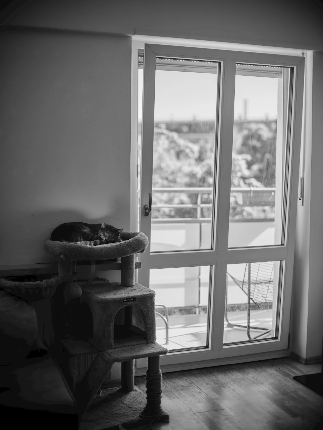 住まいタイプの記事「猫と暮らすなら戸建て賃貸とマンションどちらが良い？」のアイキャッチ画像