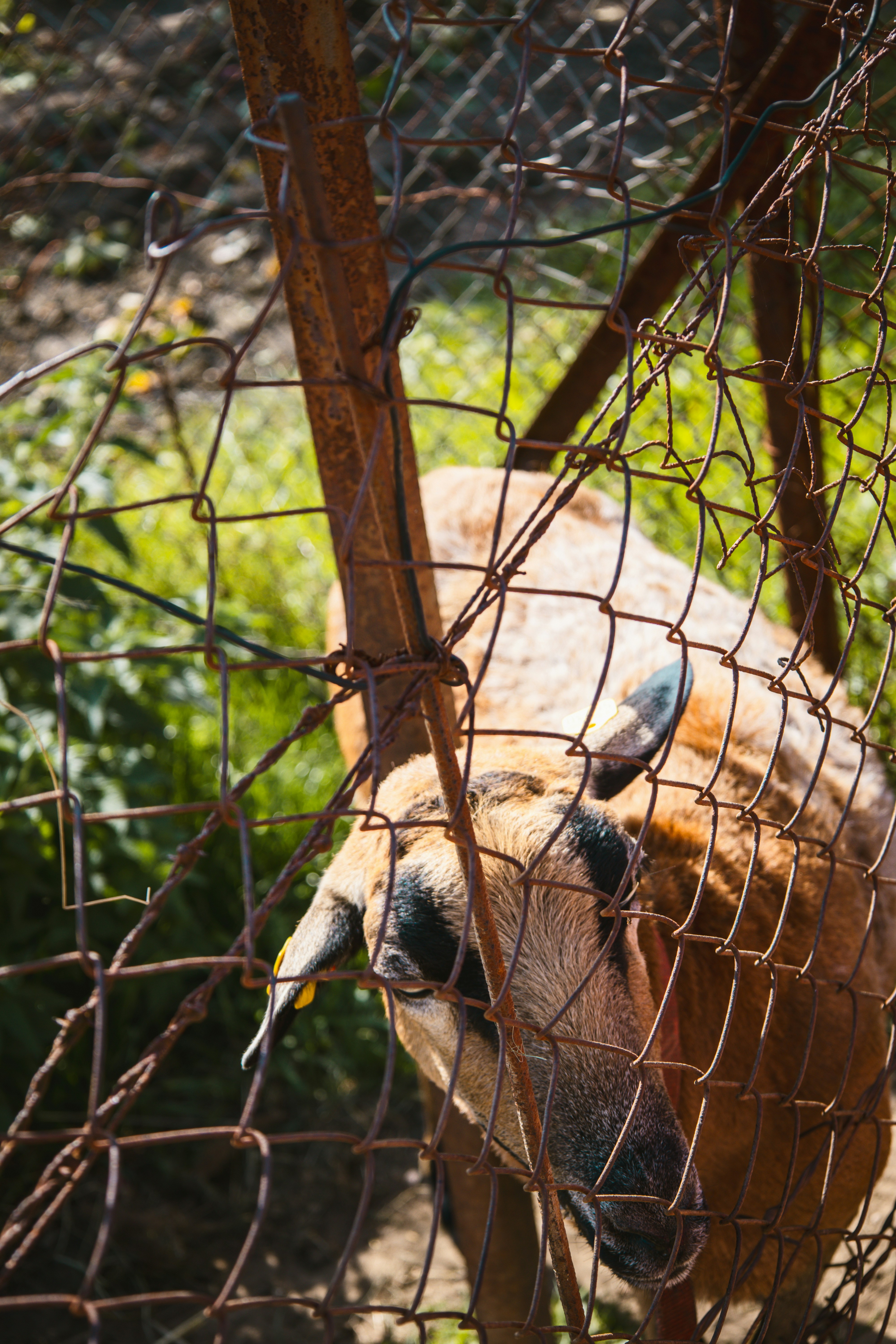 A goat peeks through a rusty wire fence.