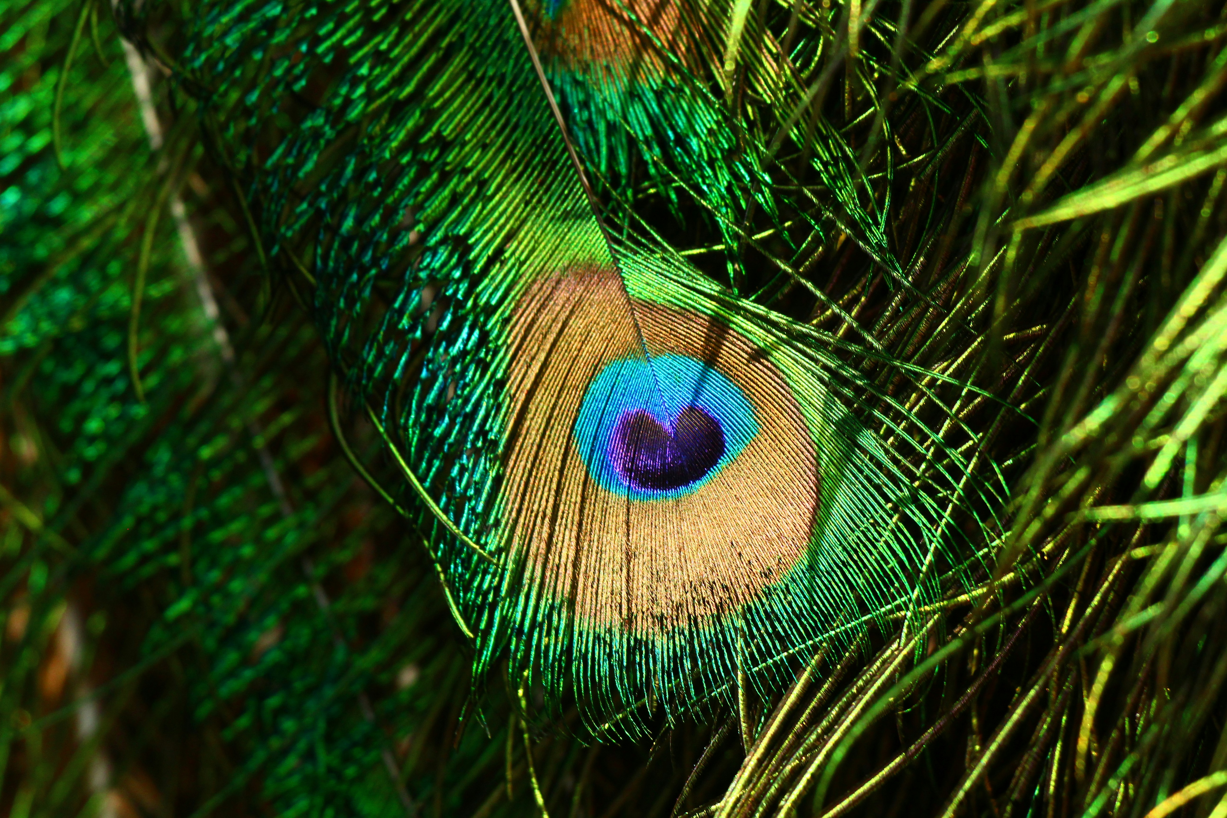 Close-up of a vibrant peacock feather eye photo – Free Peacock feather  Image on Unsplash, image size:3000x2000