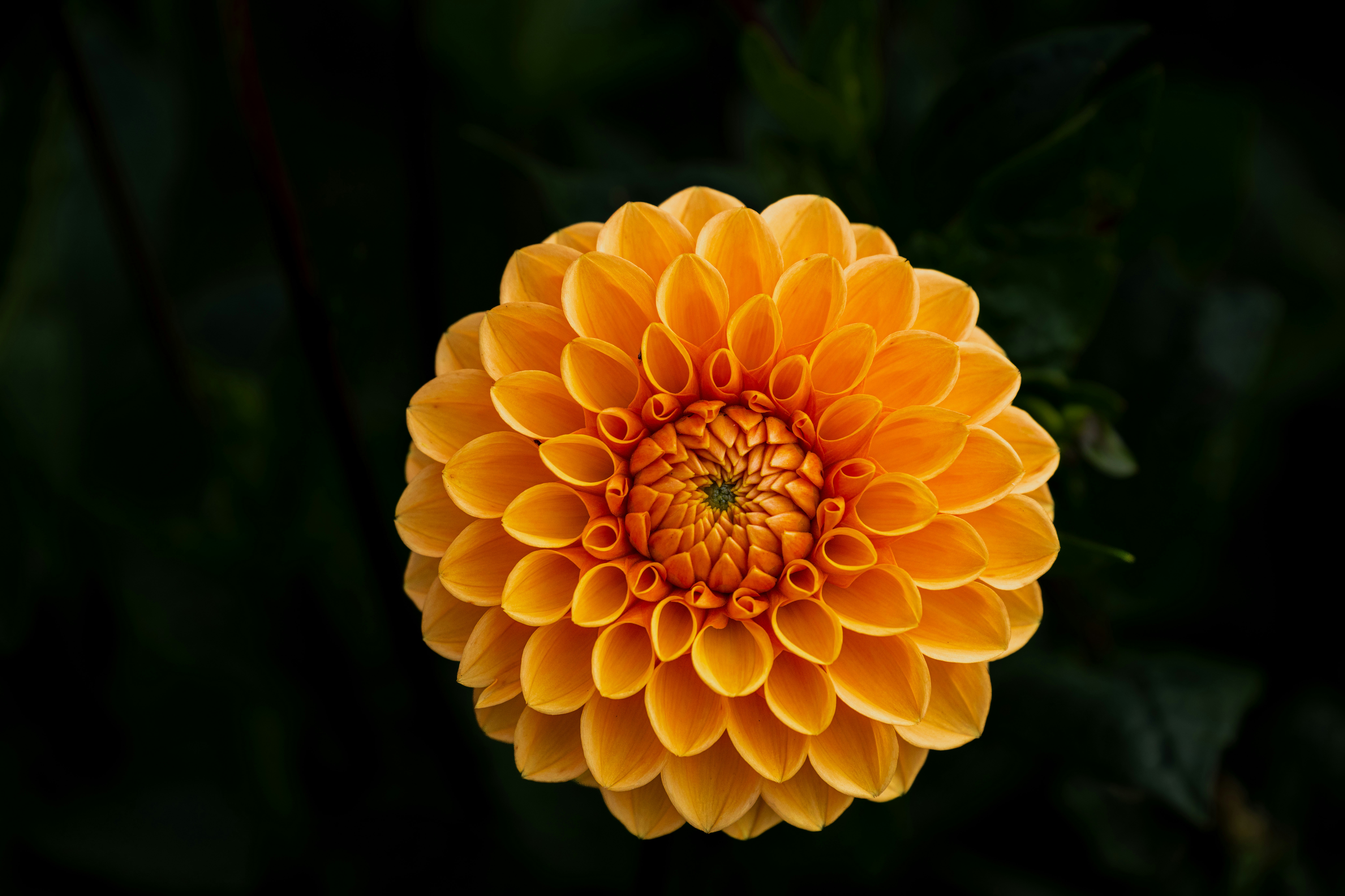 Photo by siegfriedpoepperl