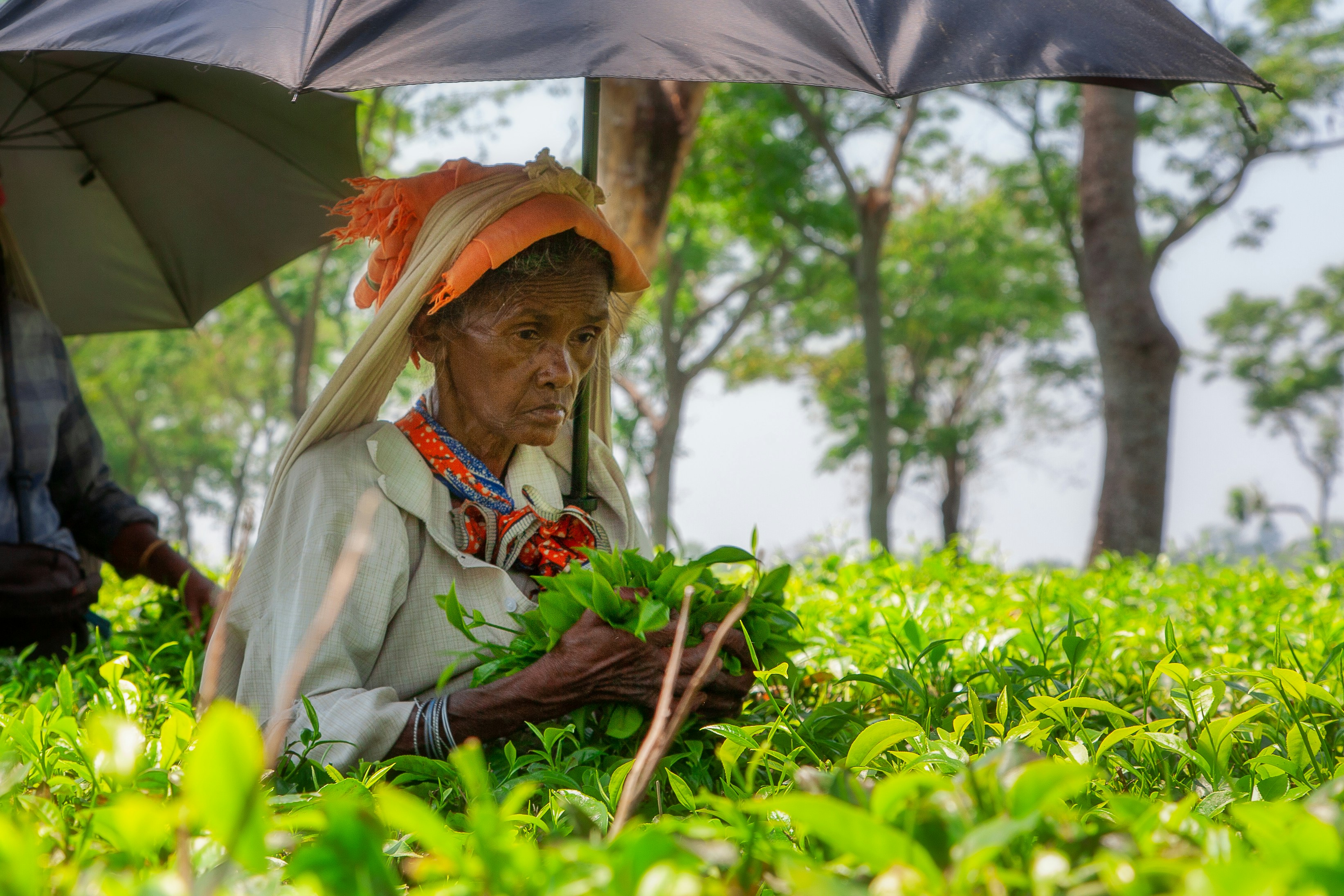 Elderly woman picking tea leaves in a lush field.
