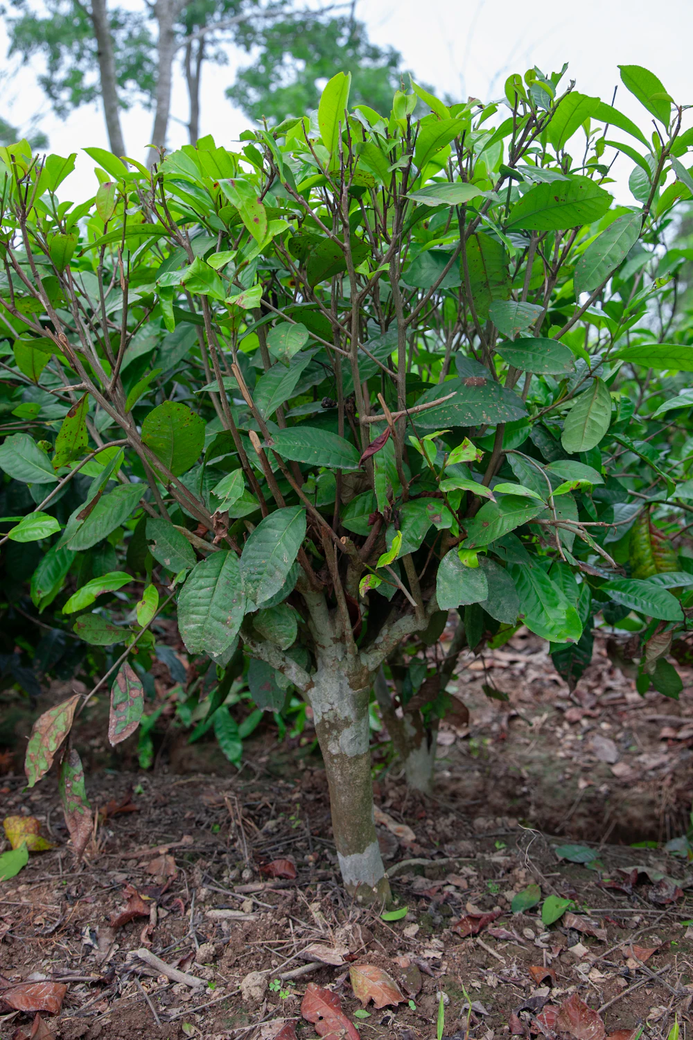 Close-up of a green tea bush on an Assam plantation