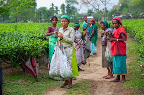 Workers carrying harvested tea leaves in bags