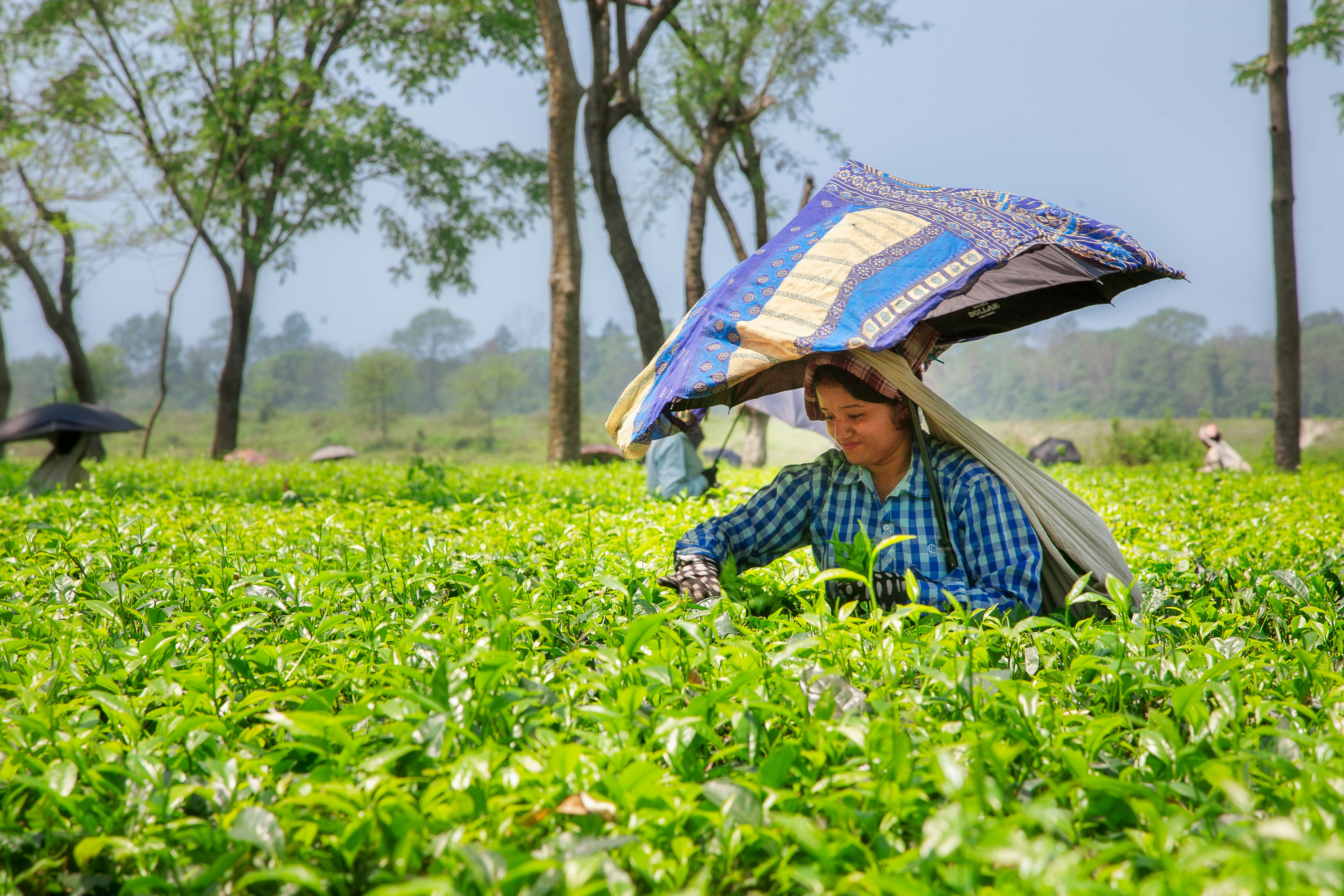 Woman harvesting tea leaves under an umbrella