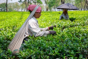 Workers harvesting tea leaves in a lush green field.
