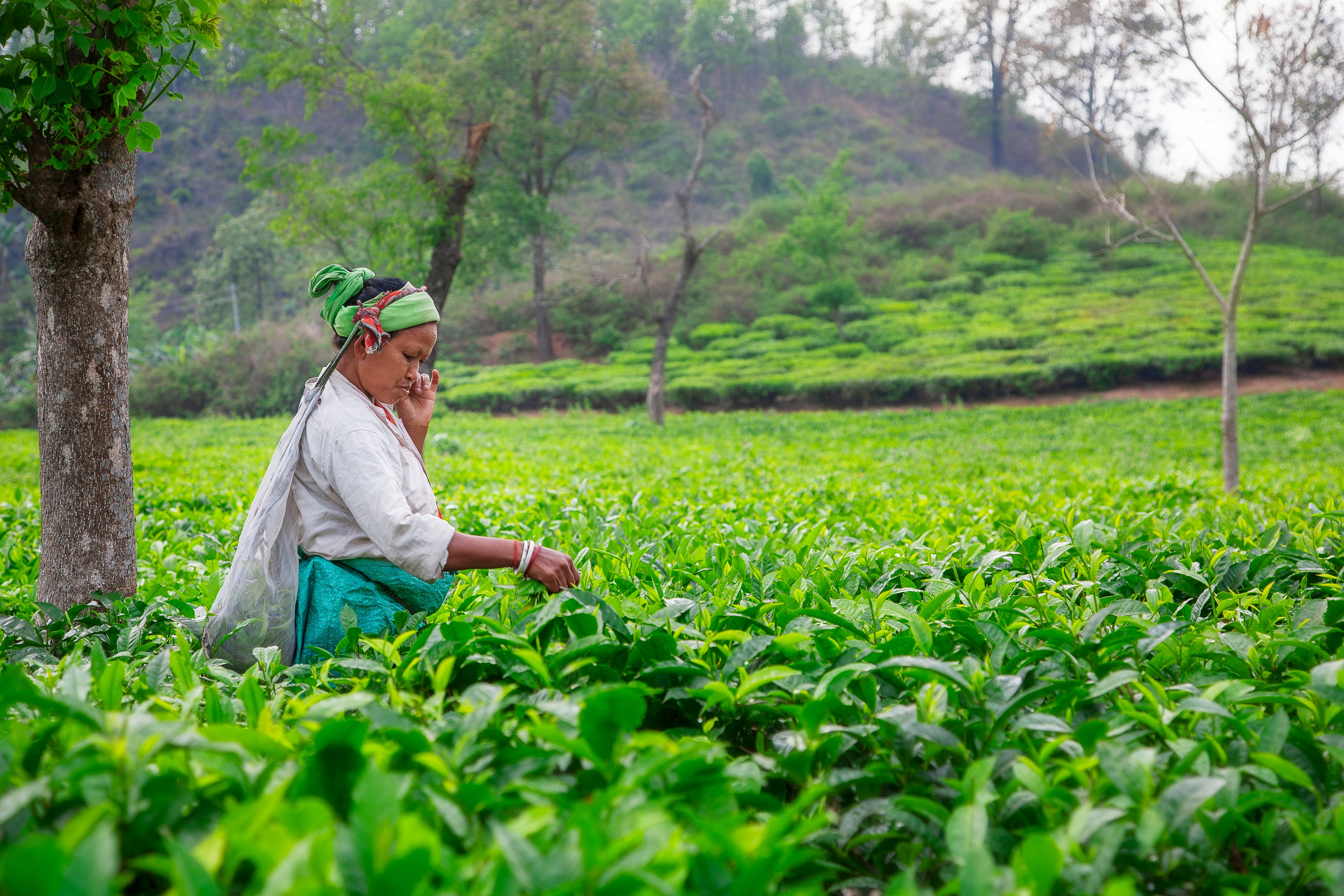 Woman harvesting tea leaves in a lush green field.