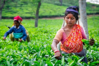 Two women harvesting tea leaves in a lush green field.