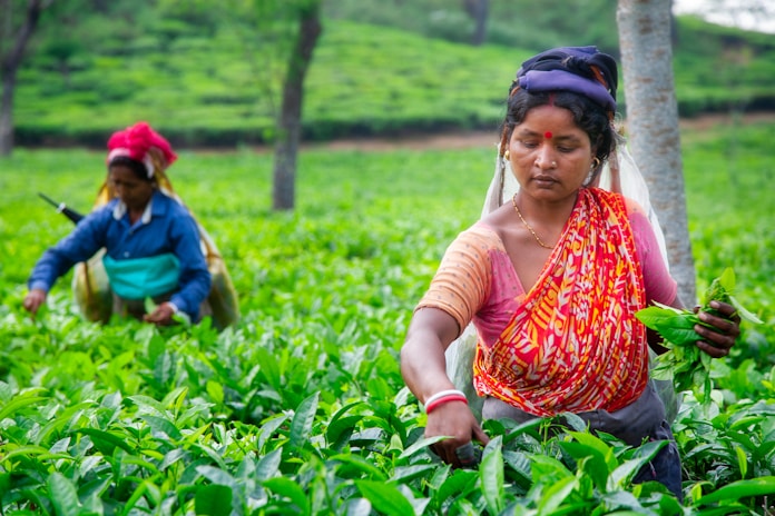 Two women harvesting tea leaves in a lush green field.