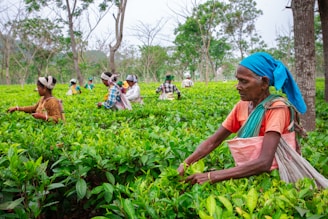 Workers harvesting tea leaves in a lush green plantation.