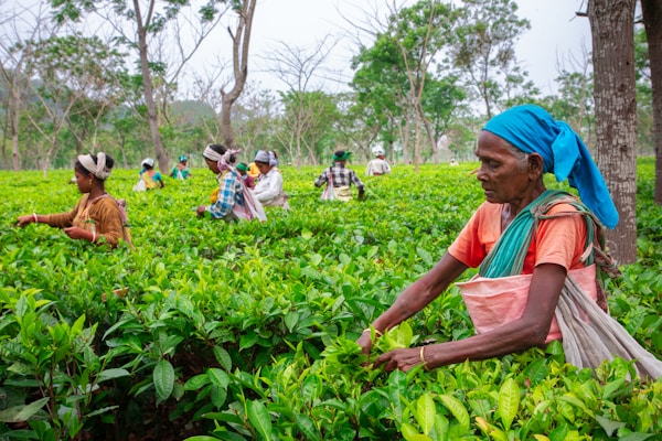 Workers harvesting tea leaves in a lush green plantation.