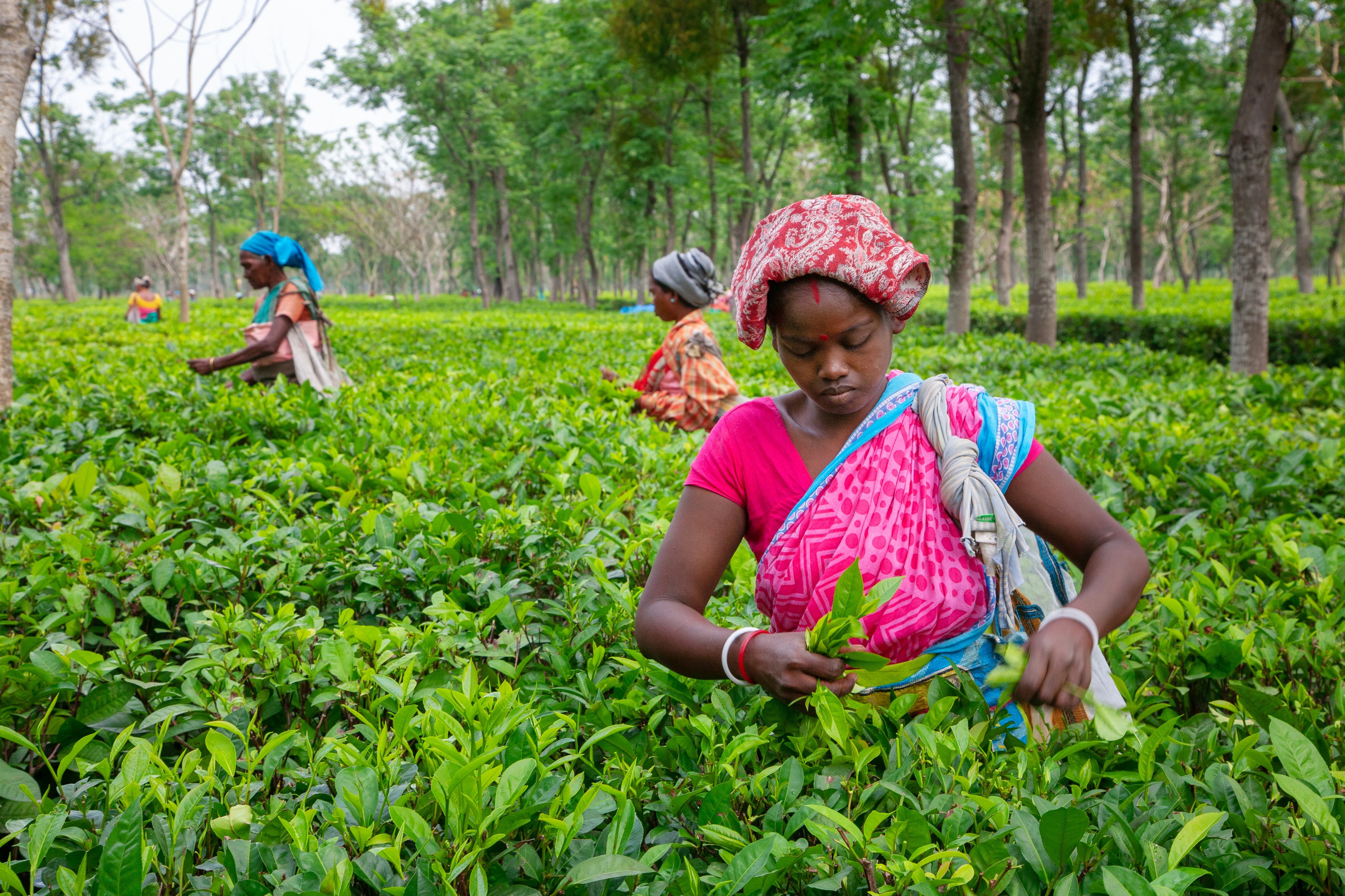 Women harvesting tea leaves in a lush green plantation.