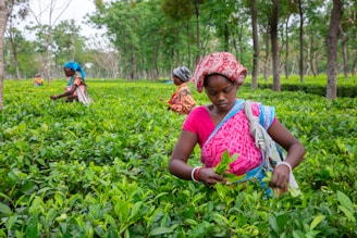 Women harvesting tea leaves in a lush green plantation.