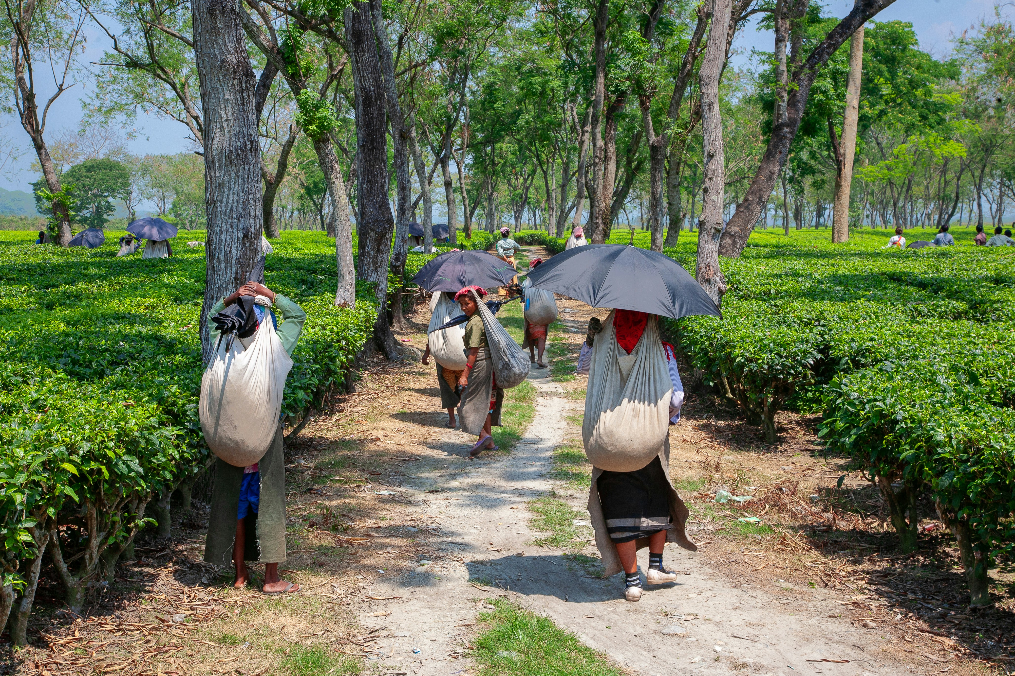 Workers carrying baskets through a lush green tea plantation.